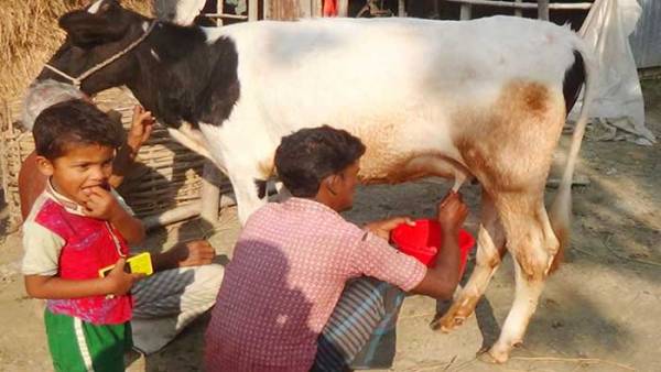 দৈনিক তিন লিটার দুধ দিচ্ছে ১৪ মাস বয়সী বাছুর!