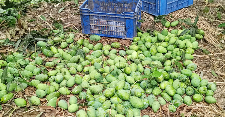 আম সংগ্রহ